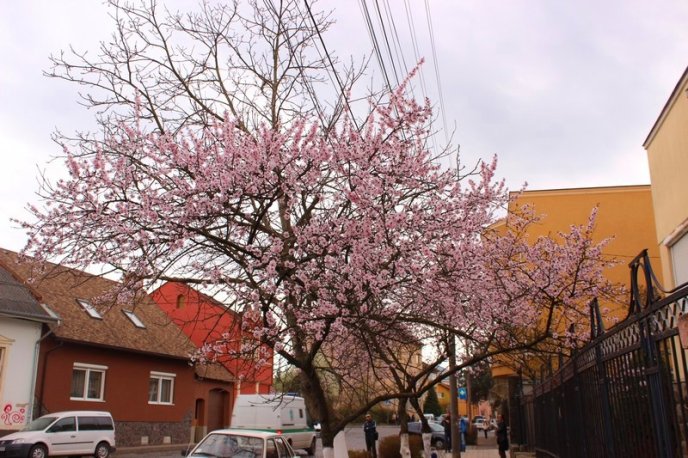 Цвітіння дерев у Мукачеві: краса у центрі міста – 09