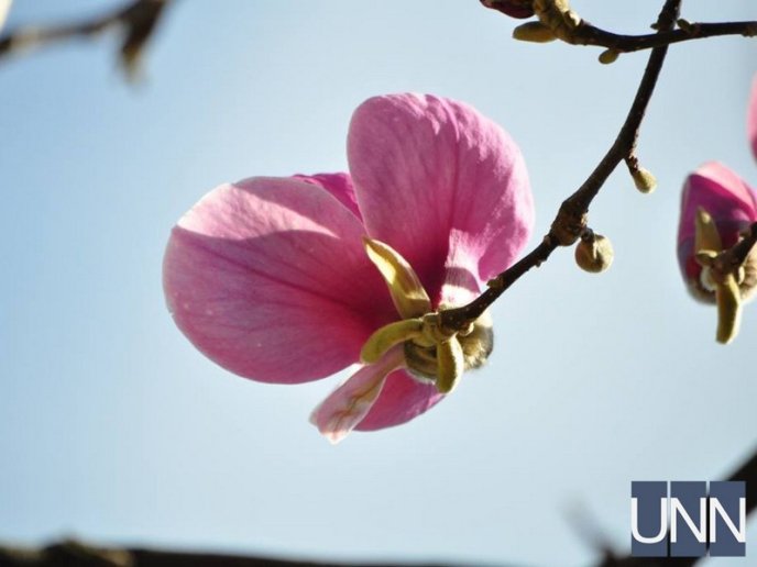 Ужгород потопає у цвіті магнолій – 10