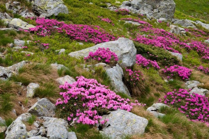 У горах зацвіла червона рута: дивовижні фото – 04