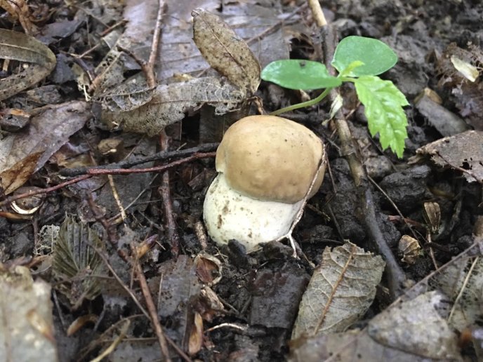 «Весняне диво»: у Карпатах розпочався сезон білих грибів – 06