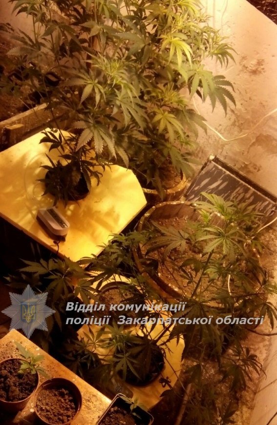 В мешканця Ужгородщини поліція виявила цілу лабораторію для вирощування марихуани – 01 В мешканця Ужгородщини поліція виявила цілу лабораторію для вирощування марихуани – 01