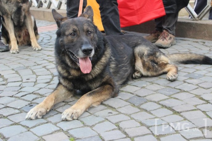 У Мукачеві урочисто відкрили чемпіонат світу зі слідової роботи службових собак – 18