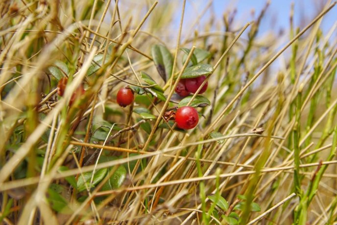 В мережі опублікували фото засніжених крокусів – 02 В мережі опублікували фото засніжених крокусів – 02