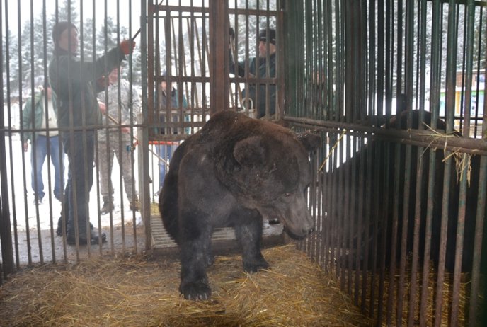 Трьох ведмедів, які 15 років провели у клітці, привезли на Закарпаття – 02 Трьох ведмедів, які 15 років провели у клітці, привезли на Закарпаття – 02
