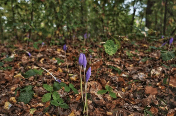 На Закарпатті розцвіли рідкісні квіти – 03