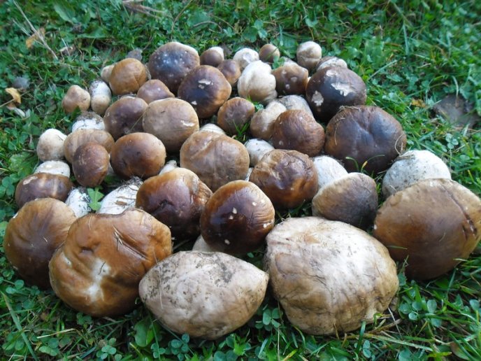 Знайшли 35 кг: закарпатці хизуються грибним врожаєм – 06