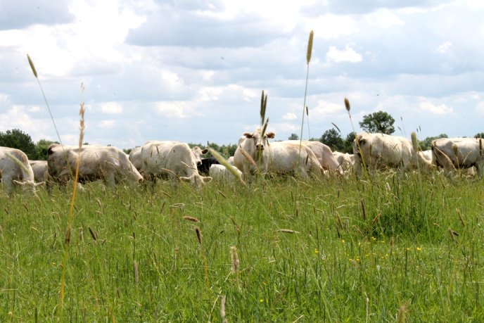 На Закарпаття завезли французьких корів – 04