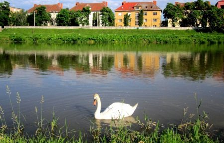 Білий лебідь оселився на Латориці – 03