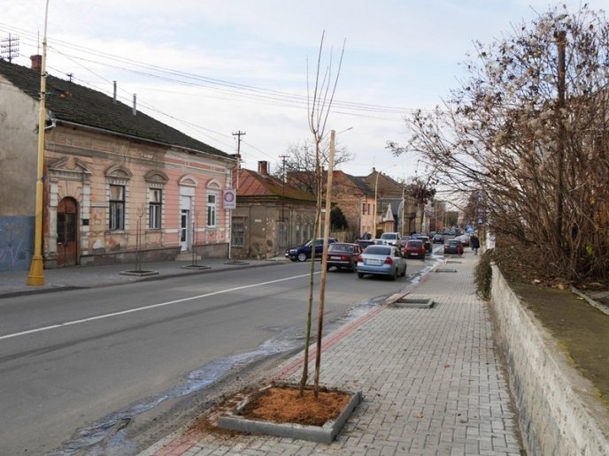 На одній з вулиць Ужгорода посадили дерева – 05
