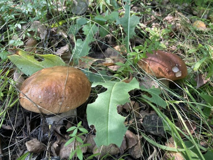 Відомо, де на Закарпатті вже збирають білі гриби – 03