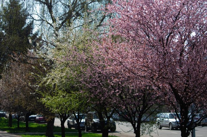 Вишні, магнолії, сакури: із кожним днем в Ужгороді квітне дедалі більше дерев – 03