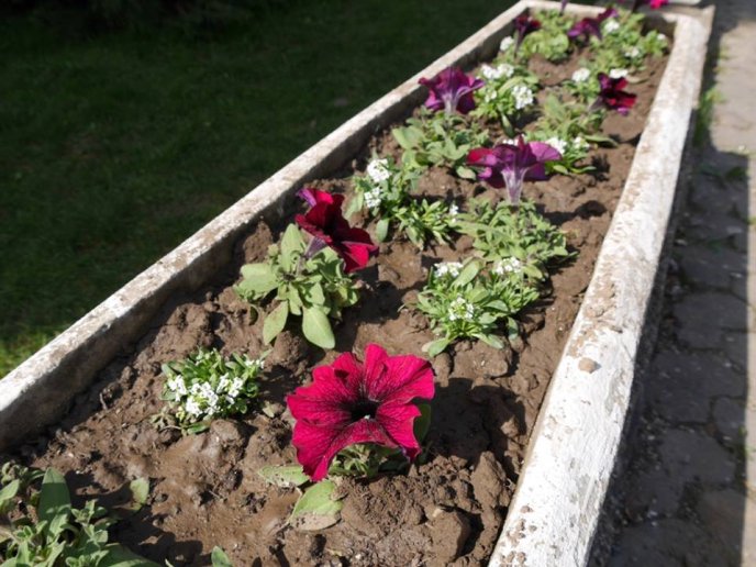 В Ужгороді почали створювати квіткову композицію у формі герба міста – 07