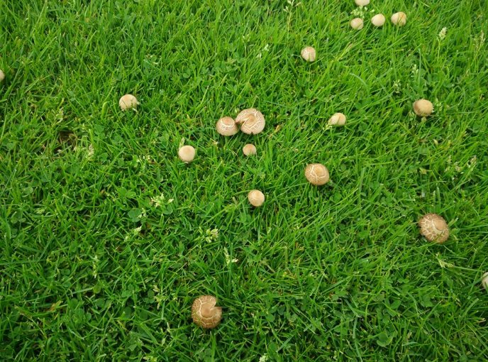 На полі ужгородського стадіону "Авангард" виросли гриби – 02