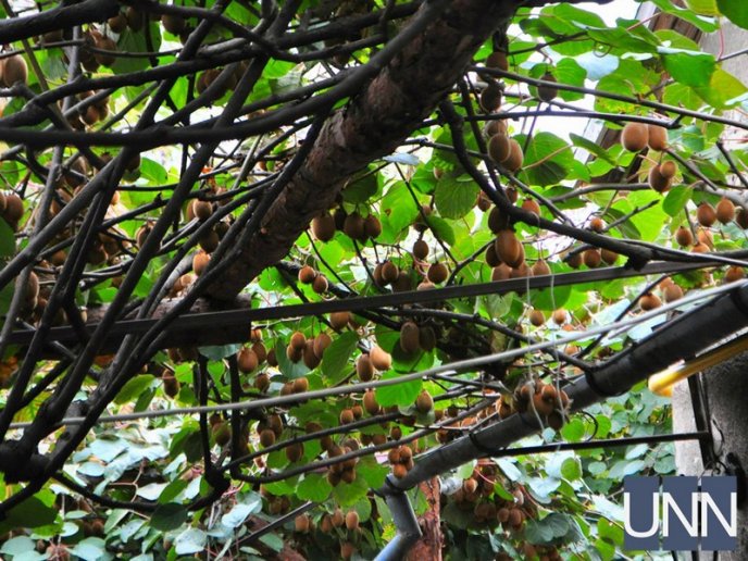 На Закарпатті почали збирати врожай унікального сорту ківі – 07