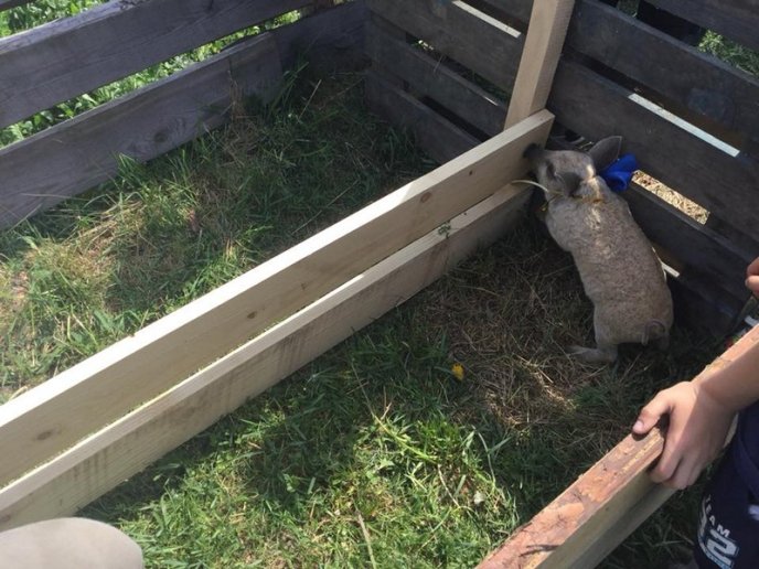 В області пройшли свинячі перегони – 02 В області пройшли свинячі перегони – 02