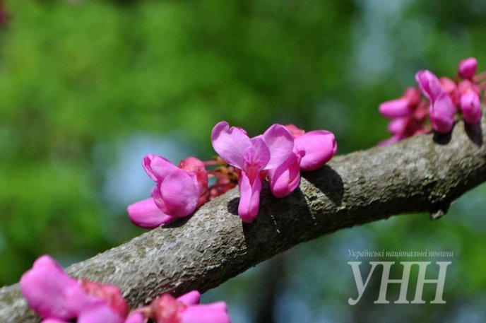 Напередодні Великодня в Ужгороді розквітло Іудине дерево – 02