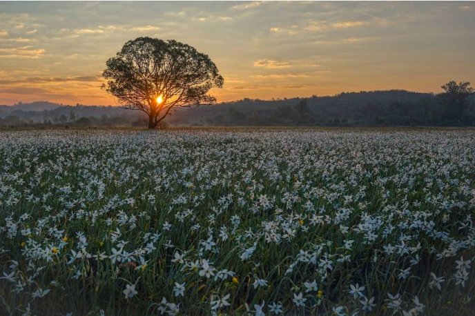 Схід сонця над Долиною нарцисів: у мережі показали неймовірні фото – 04