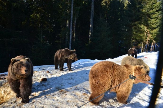 Соцмережі підкорюють фото ведмедів із Синевиру – 06 Соцмережі підкорюють фото ведмедів із Синевиру – 06