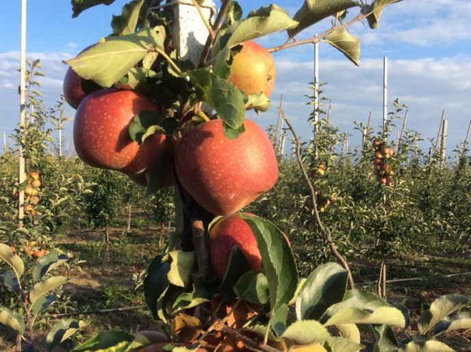 На яблучний ринок країни вривається новий гравець із Закарпаття – 03