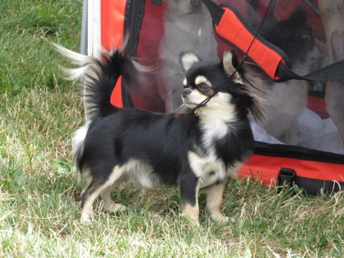 В селищі Чинадієво стартувала Всеукраїнська виставка собак усіх порід "Munkachi – 2016" – 17