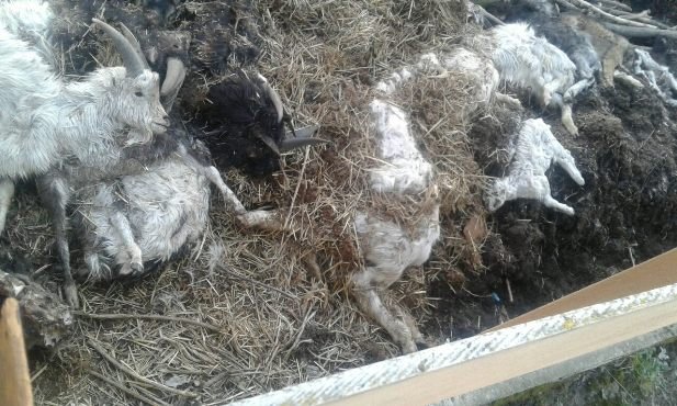 Чоловік влаштував під сусідським парканом могильник із мертвих тварин – 03