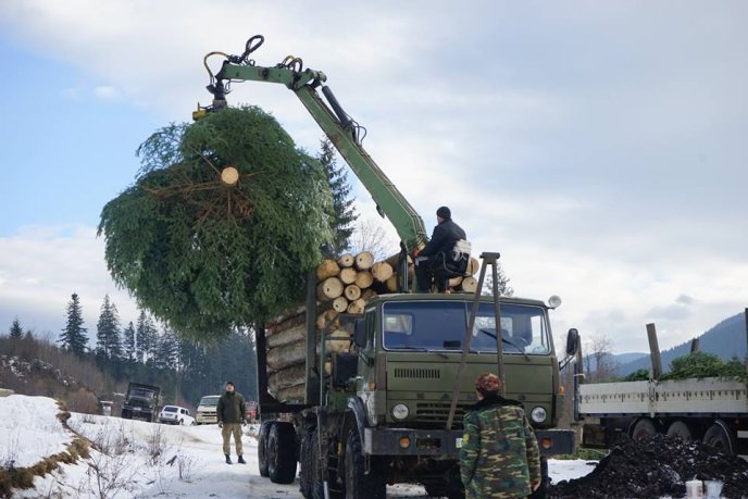 Головну Новорічну ялинку Закарпаття вже зрубали на Рахівщині і везуть до Ужгорода  – 02 Головну Новорічну ялинку Закарпаття вже зрубали на Рахівщині і везуть до Ужгорода  – 02