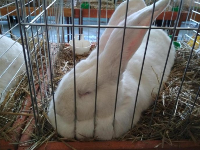 В Ужгороді відбулась виставка кролів – 02