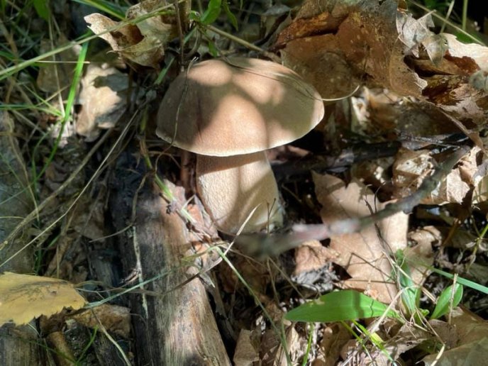 Грибний бум на Закарпатті: де зараз збирають найбільше грибів – 04