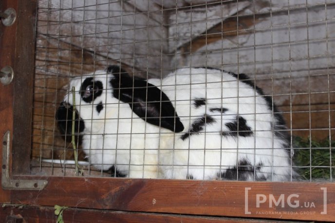Закарпатець розводить кролів і непогано на цьому заробляє – 05