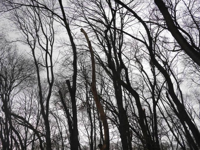 У Боздоському парку Ужгорода провели обстеження дерев – 09