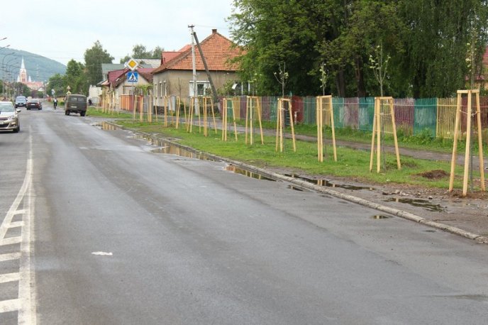 У Мукачеві висадили липову алею – 02