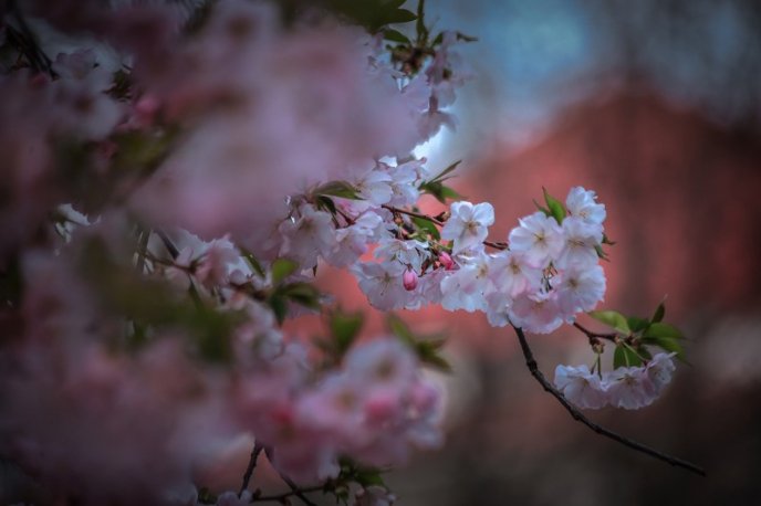 На одній із вулиць Мукачева вже розквітли сакури – 07 На одній із вулиць Мукачева вже розквітли сакури – 07