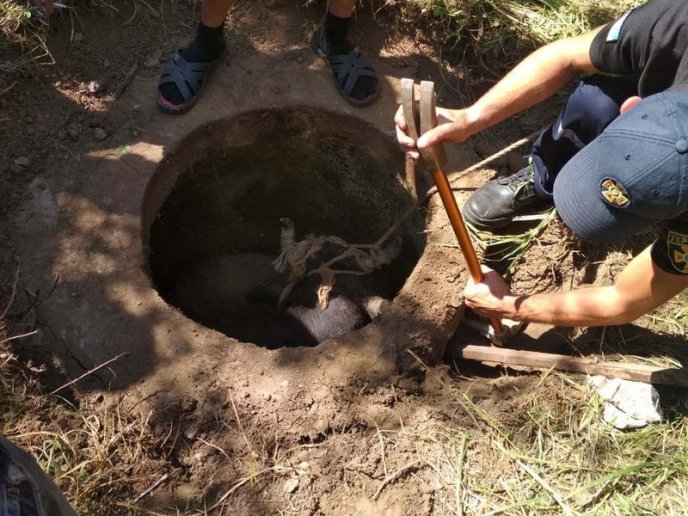Будні рятувальників: як на Берегівщині корову з каналізаційного люку рятували – 02