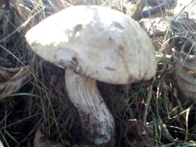 Закарпатці потрохи відкривають грибний сезон: опубліковано фото – 03