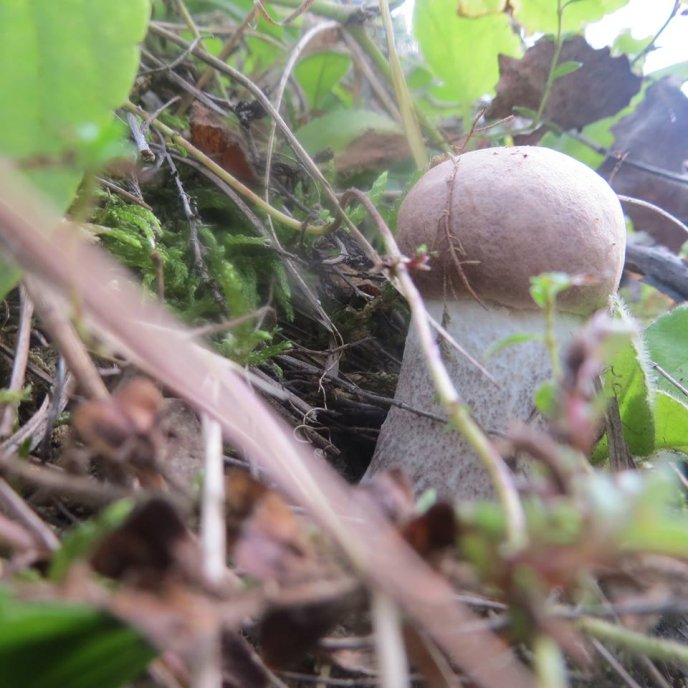 На Закарпатті почався осінній сезон грибів – 01