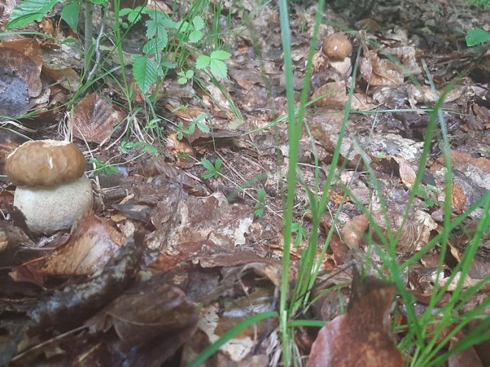 Грибний сезон на Закарпатті: відомо, в яких районах уже збирають лісові трофеї – 02