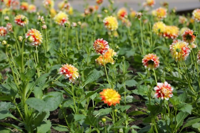 У центрі Мукачева висадили сотні квітів – 01