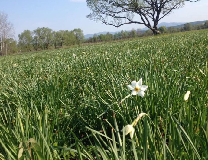 Перші вже розквітли: коли очікують масове цвітіння квітів у Долині нарцисів – 01