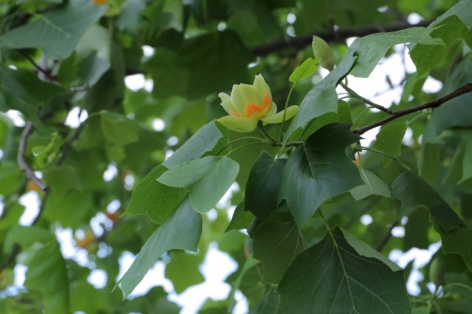 Тюльпанові дерева вже квітнуть у Мукачеві – 08