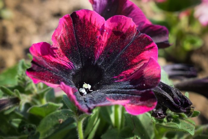 Ужгород активно приводять до ладу: прибирають вулиці, садять квіти, косять траву – 01