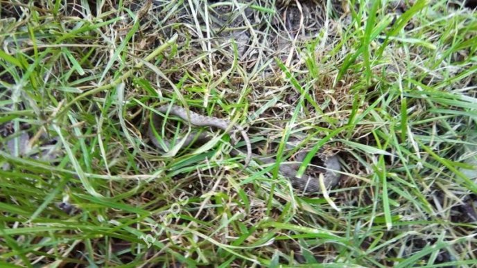 В одному з парків Мукачева помітили змію – 01