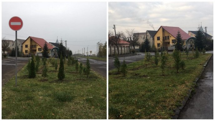 У Мукачеві вкрали понад 20 нещодавно висаджених дерев – 05