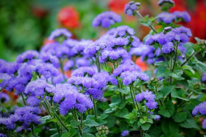 На площах Ужгорода висадили 1500 кущів хризантем – 17