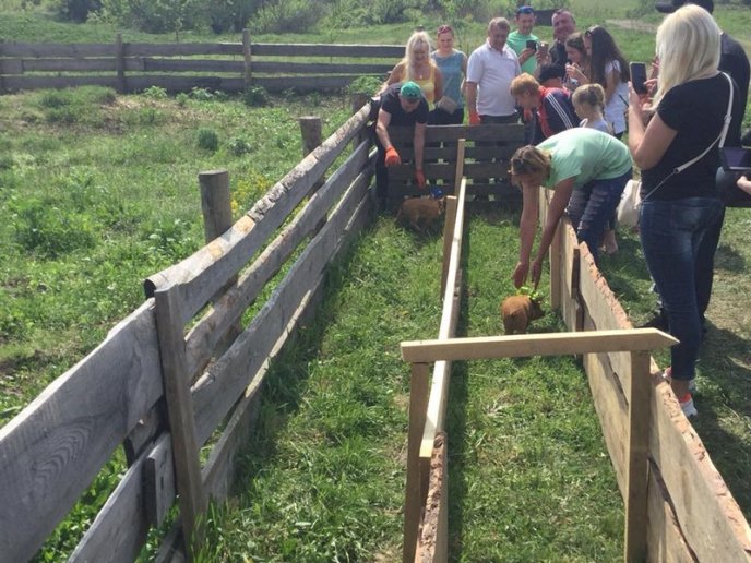 В області пройшли свинячі перегони – 03 В області пройшли свинячі перегони – 03