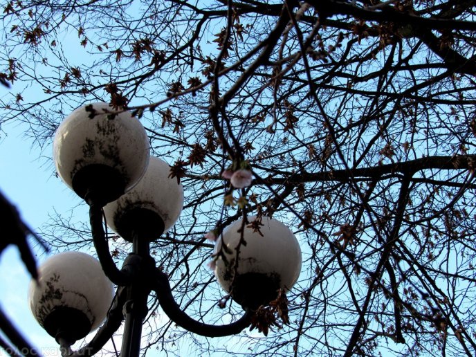 У центрі Мукачева деревце сакури, яке розквітає кожної осені, радує туристів рожевим цвітом – 05