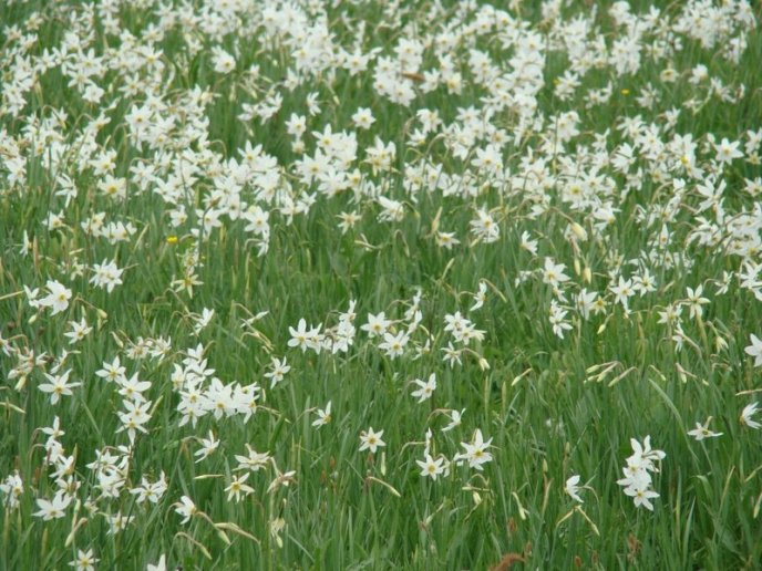 Італійське видання написало про закарпатську Долину нарцисів – 04