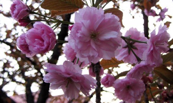 В Ужгороді розквітли перші сакури – 02