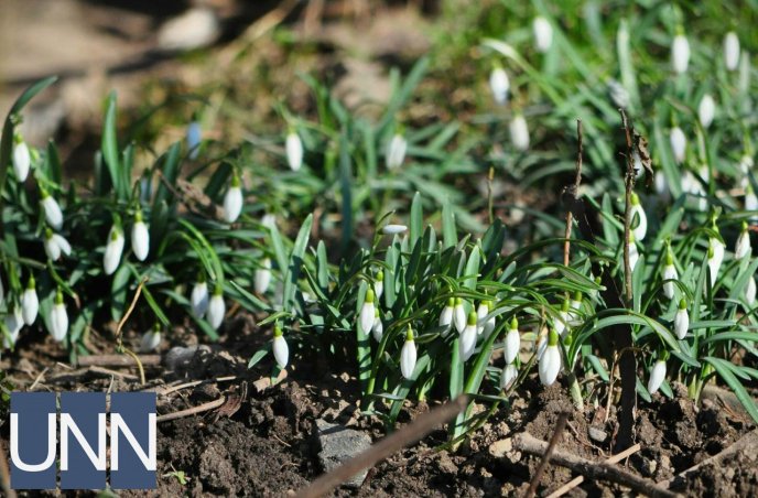В Ужгороді попри морози розквітли перші шафрани – 02