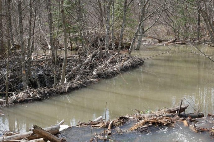 На Рахівщині помітили рідкісних тварин – 04