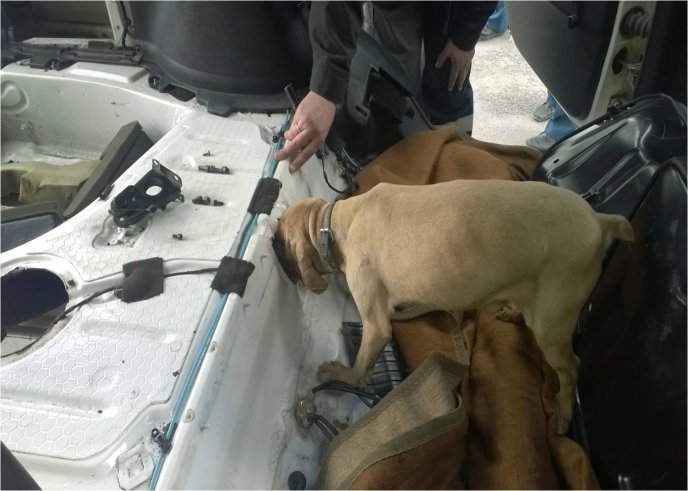 На Закарпатті вбили службову собаку, яка виявляла тютюнову контрабанду – 03